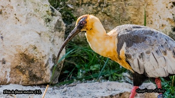 Ibis à face noire (5)