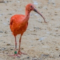 Ibis rouge (1)||<img src=_data/i/upload/2020/09/25/20200925230216-c7ec4b66-th.jpg>