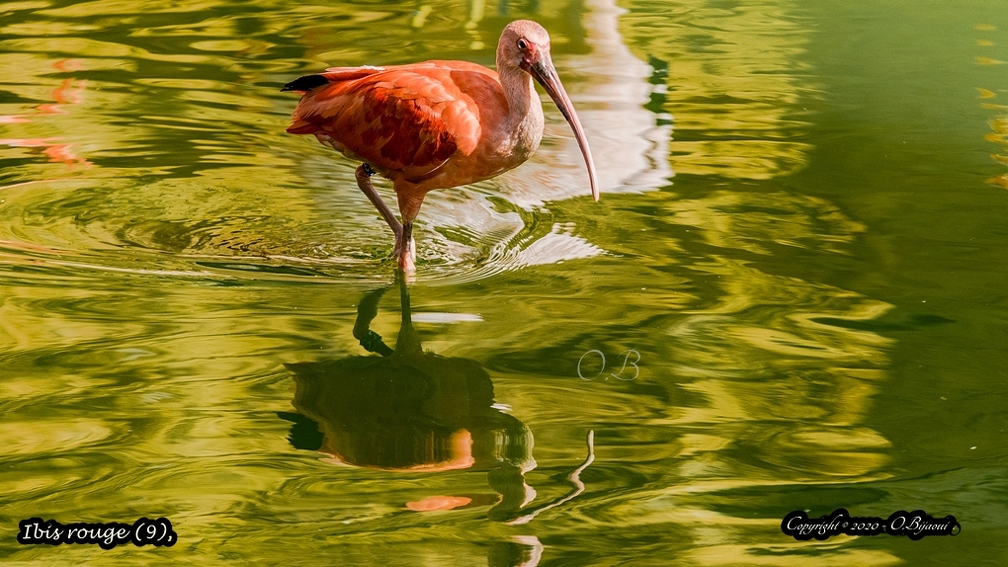 Ibis rouge (9).jpg