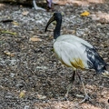 Ibis sacrè (2)||<img src=_data/i/upload/2020/09/25/20200925230250-f4a9c8b6-th.jpg>