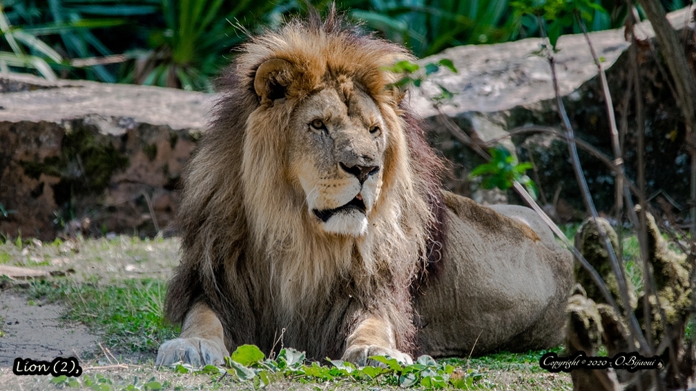 Lion (2).jpg