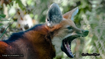 Loup à crinière (1)