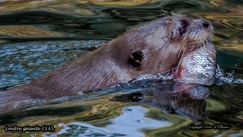 Loutre géante (13)