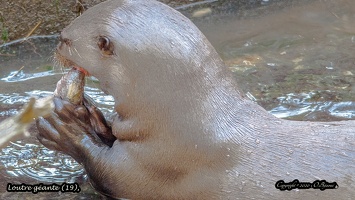 Loutre géante (19)