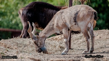 Markhor (2)