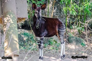 Okapi (1)