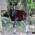 Okapi (1)||<img src=_data/i/upload/2020/09/25/20200925230636-79bf9f08-th.jpg>