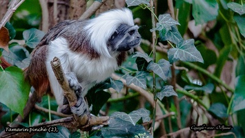 Tamarin pinché (2)