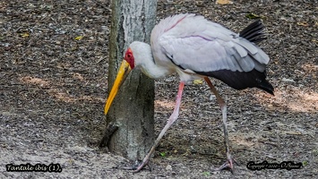 Tantale ibis (1)