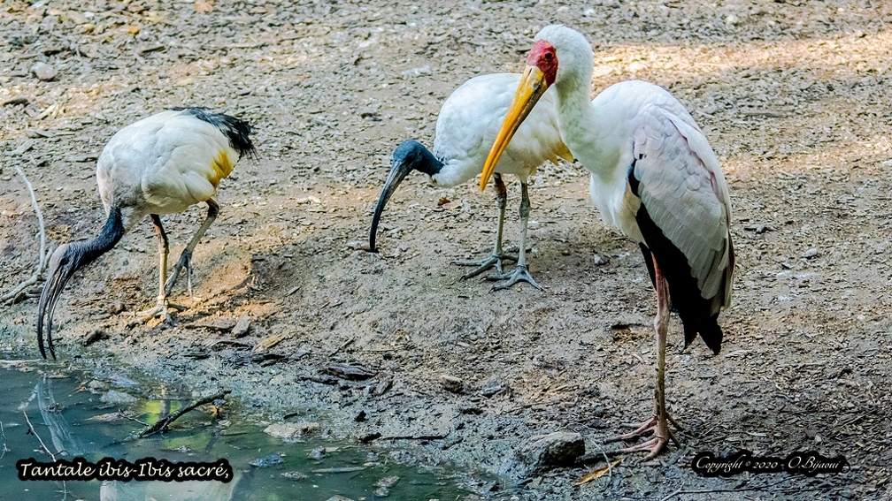 Tantale ibis-Ibis sacré.jpg