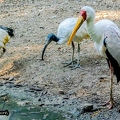 Tantale ibis-Ibis sacré||<img src=_data/i/upload/2020/09/25/20200925231410-32847e36-th.jpg>