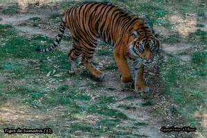 Tigre de Sumatra (1)