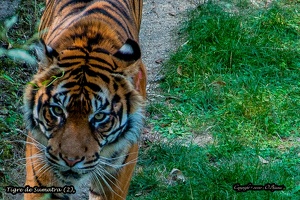 Tigre de Sumatra (2)
