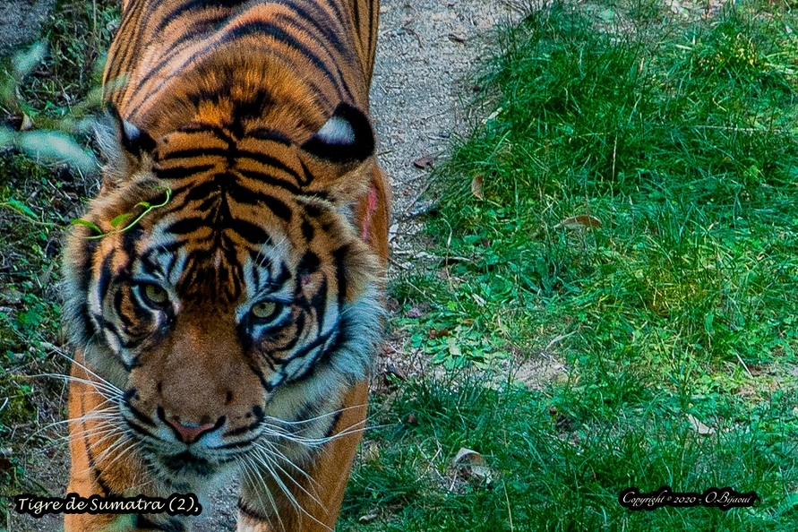 Tigre de Sumatra (2).jpg