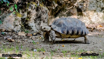 Tortue radiée (1)