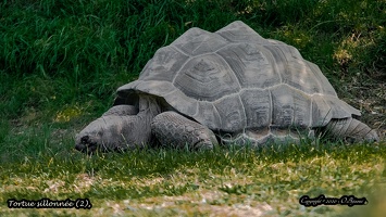 Tortue sillonnée (2)