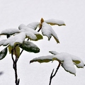 L'hiver (21)||<img src=_data/i/upload/2021/01/12/20210112144938-a3c26727-th.jpg>