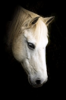 portrait de cheval