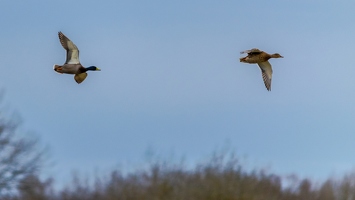 Canard colvert