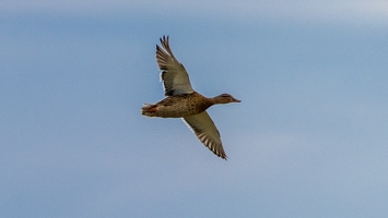 Canard colvert