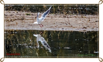 Mouette-0262