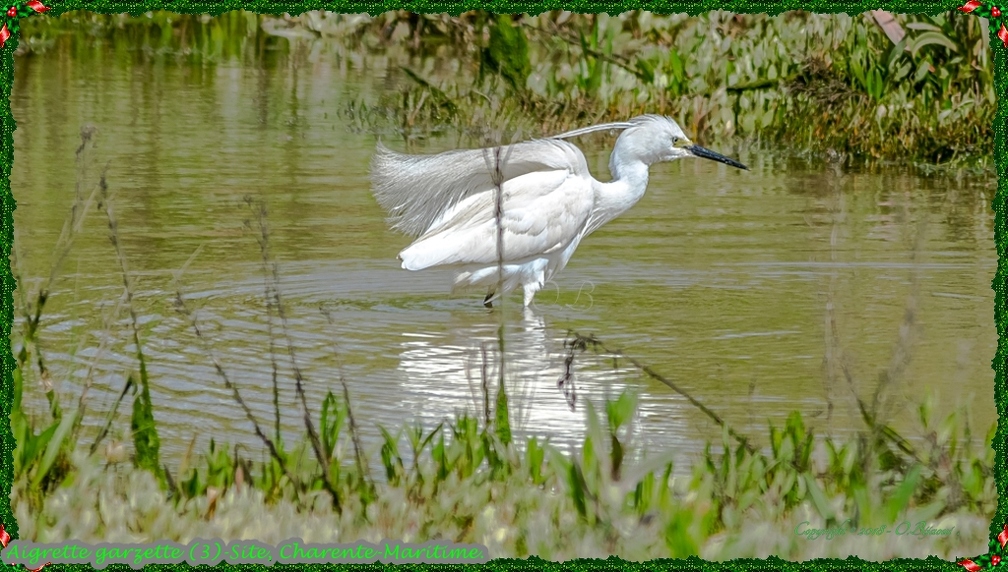 Aigrette garzette (3)-Site.jpg