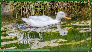 Canard de Bourbourg (3)-Site