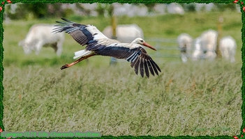 Cigogne-0178-Site