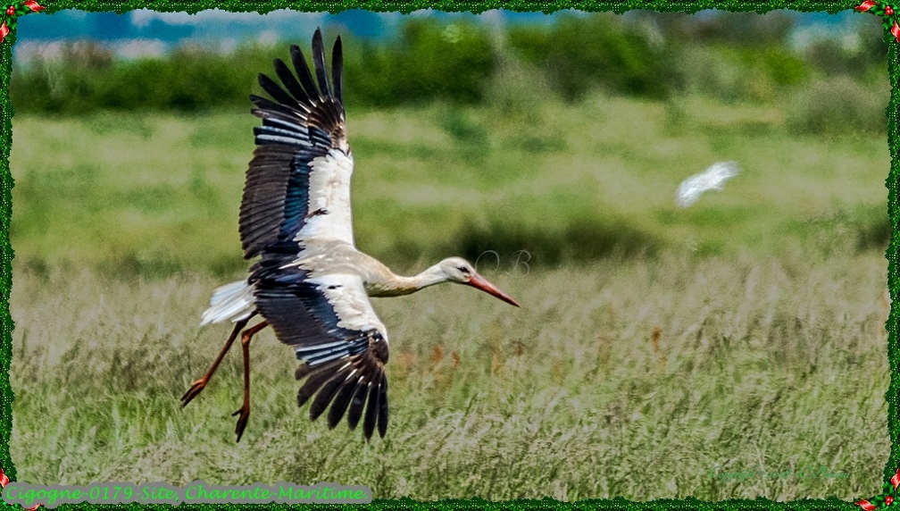 Cigogne-0179-Site.jpg