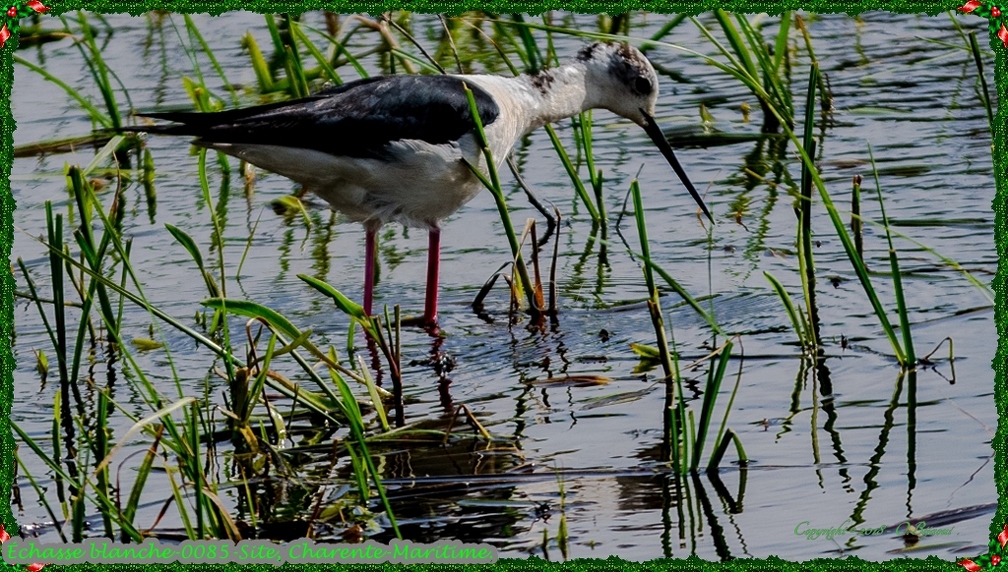 Échasse blanche-0085-Site.jpg