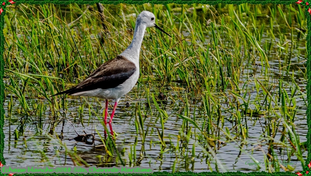 Échasse blanche-0088-Site.jpg