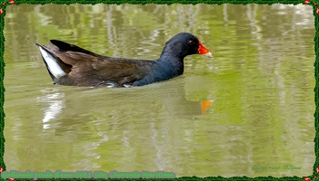 Gallinule poule d'eau-0061-Site