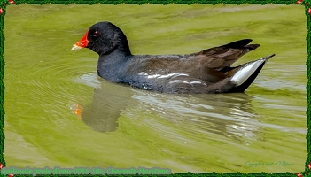 Gallinule poule d'eau-0066-Site