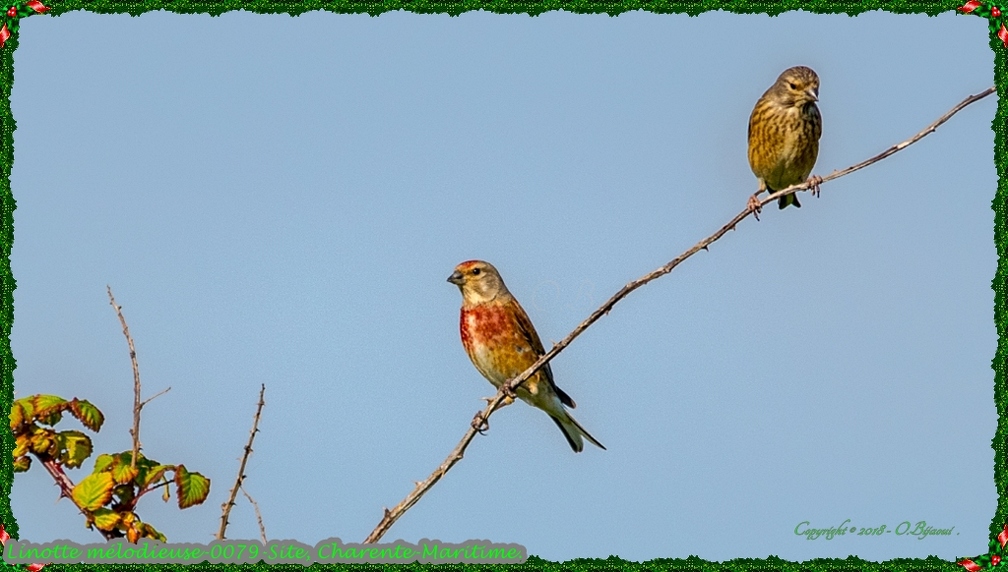 Linotte mélodieuse-0079-Site.jpg