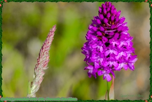 Orchis pyramidal-0082-Site