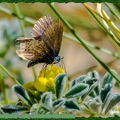 Papillon Cacyreus marshalli--Site||<img src=_data/i/upload/2021/06/25/20210625223800-95c22764-th.jpg>