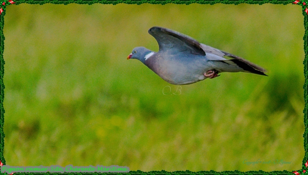 Pigeon ramier-Site.jpg