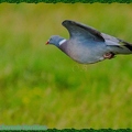 Pigeon ramier-Site||<img src=_data/i/upload/2021/06/25/20210625223804-65cada51-th.jpg>