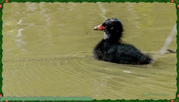 poule d'eau juvénile (3)-Site