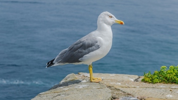 Les 5 Terres vue de la Mer