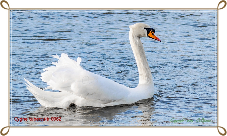 Cygne tuberculé-0062.jpg