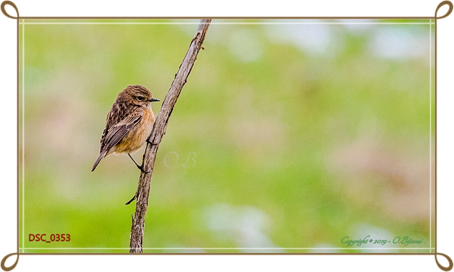 DSC 0353 - DSC_0353.jpg DSC_0353.jpg