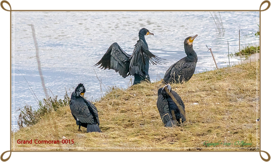 Grand Cormoran-0015.jpg